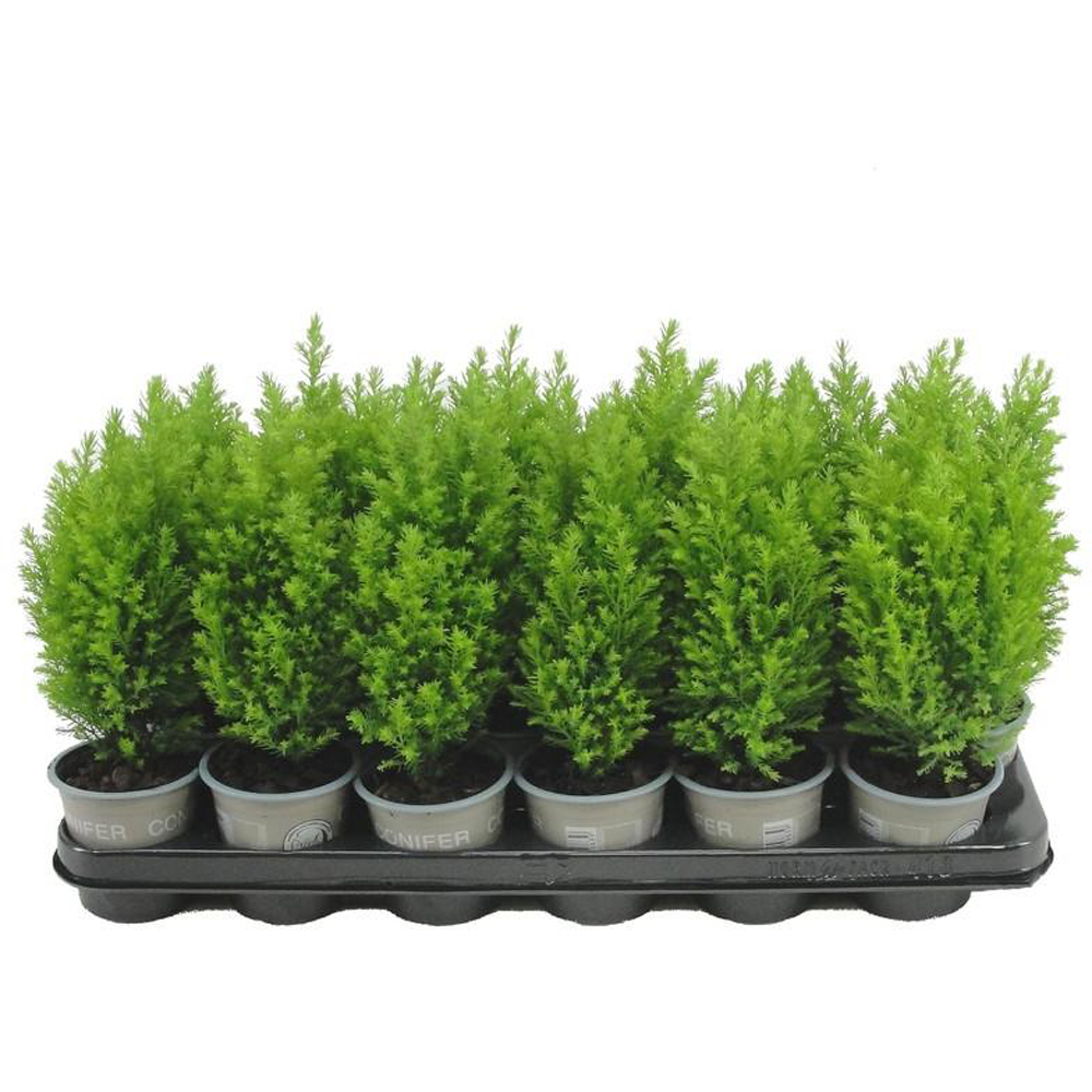 Chamaecyparis Ellwoods Gold, D 9 cm, H 20 cm