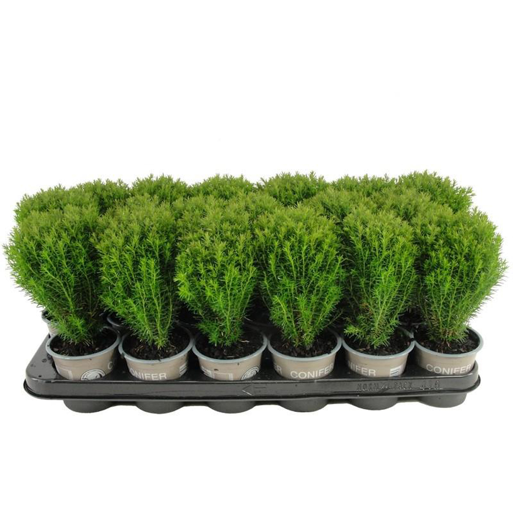 Thuja Teddy, D 9 cm, H 15 cm