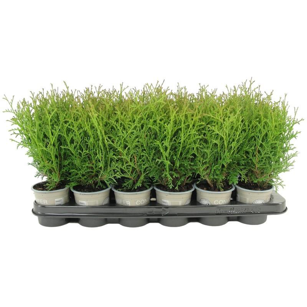 Thuja Tiny Tim, D 9 cm, H 17 cm