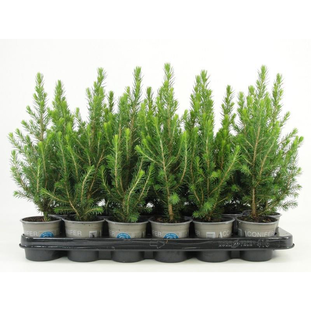 Molid Conica (Picea glauca Conica), D9 cm, H9 cm