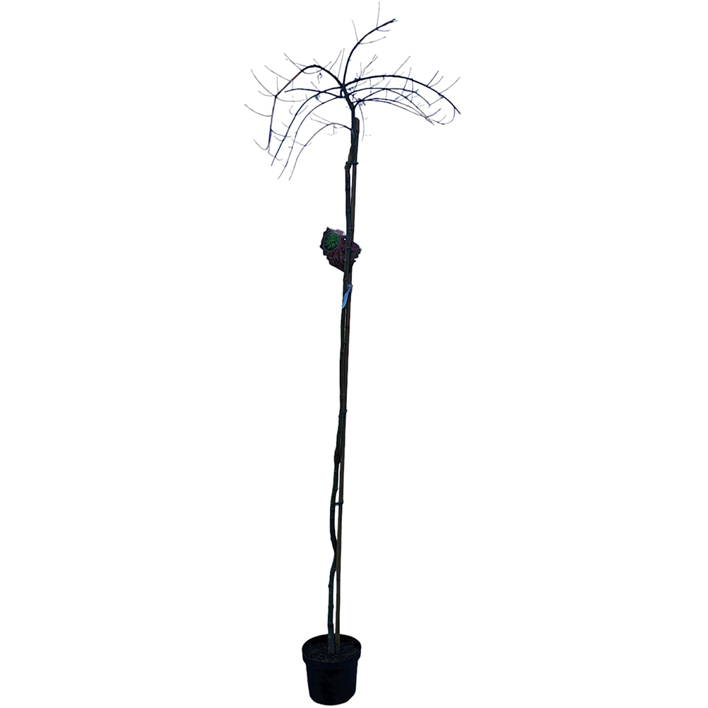 Acer Palmatum Emerald Lace, H 1.7 m
