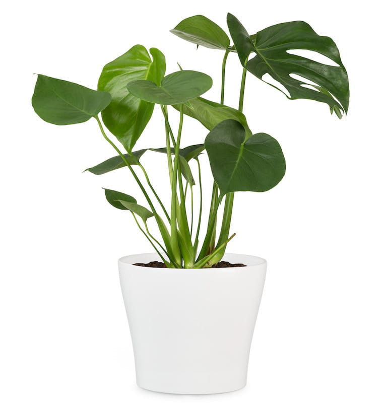 Ghiveci flori SCHEURICH, ceramica, D 27 cm, alb