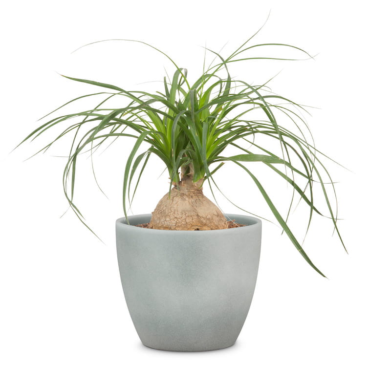 Ghiveci flori SCHEURICH, ceramica, D 22 cm, gri