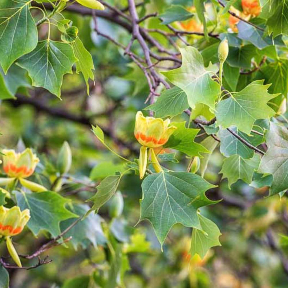 Arbore de lalea Liriodendron Tulipifera, H 200 - 250 cm