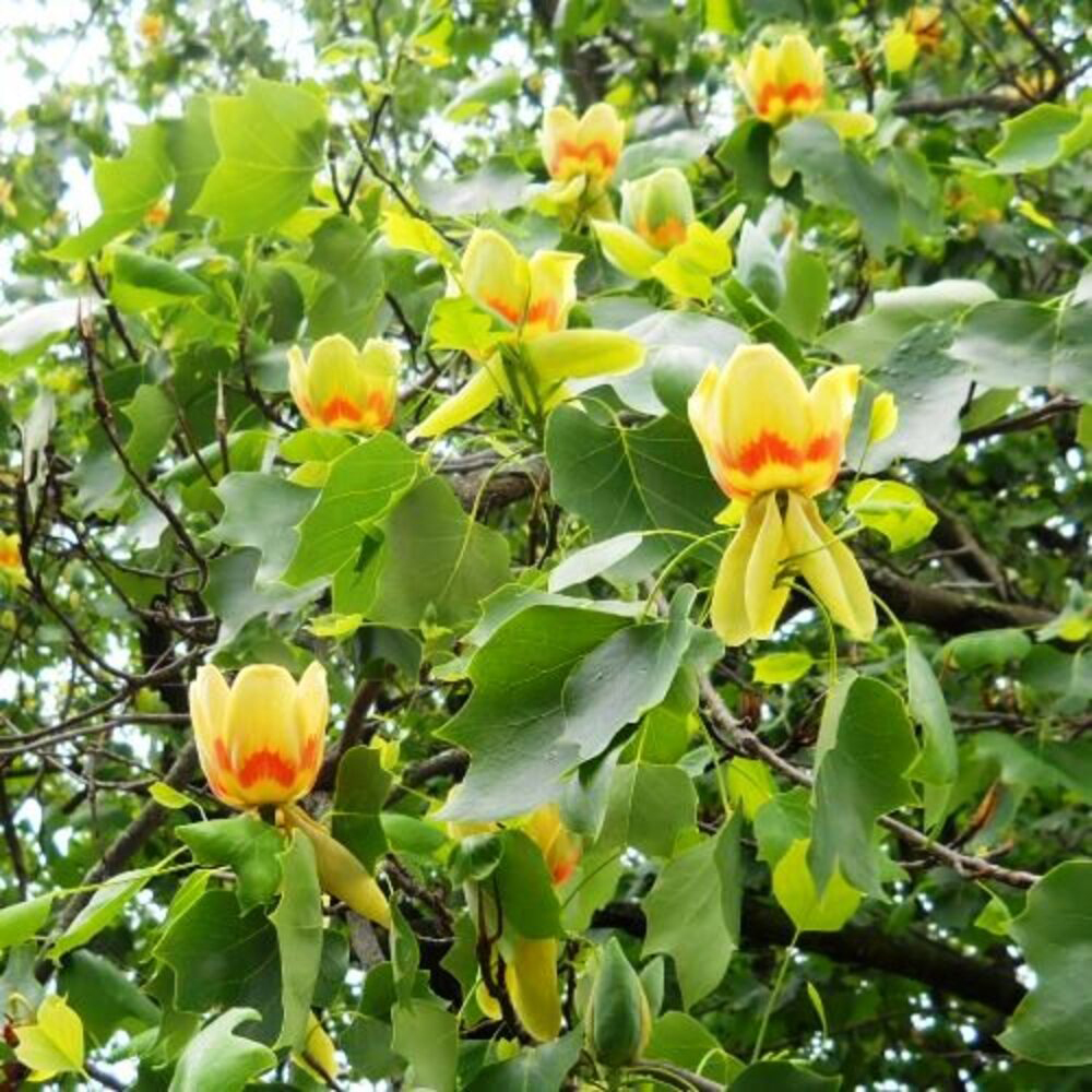 Arbore de lalea Liriodendron Tulipifera, H 200 - 250 cm