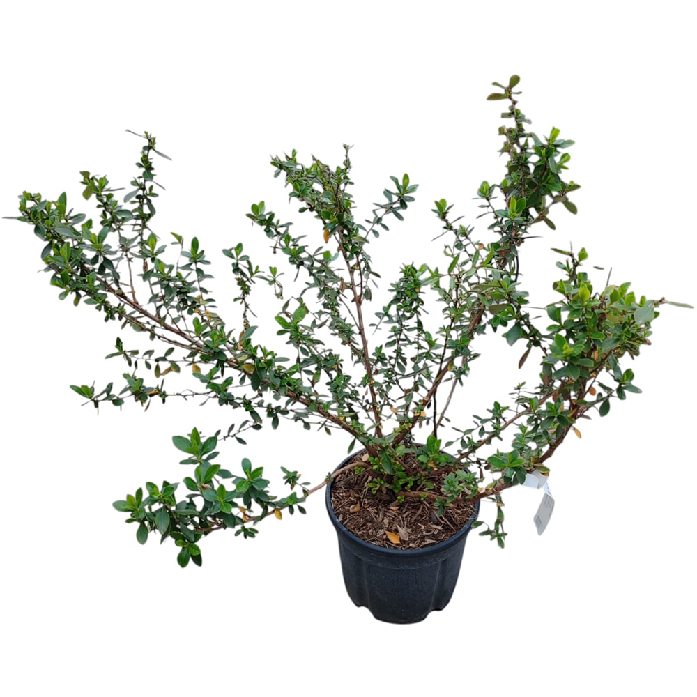 Escallonia Rubra Macrantha, D24 cm, H60 cm