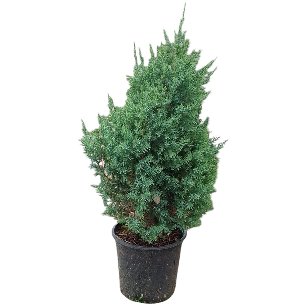 Ienupar Stricta (Juniperus chinensis Stricta), D18 cm, H40 cm