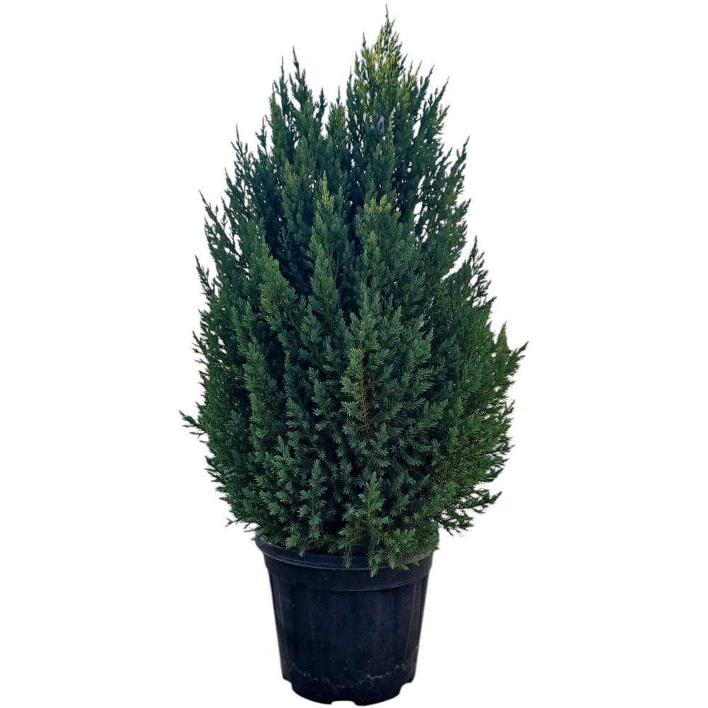 Ienupar Stricta (Juniperus chinensis Stricta), D24 cm, H80 cm