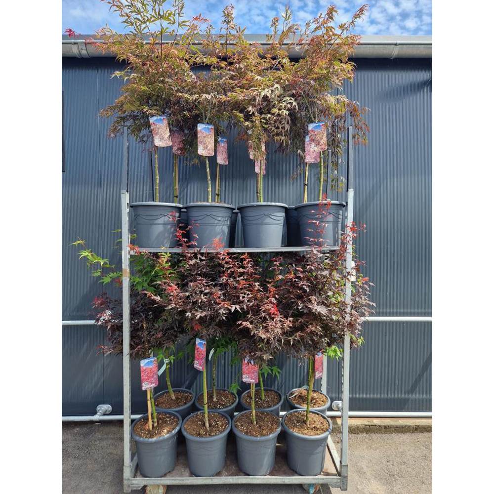 Acer, D 33 cm, H 80 cm