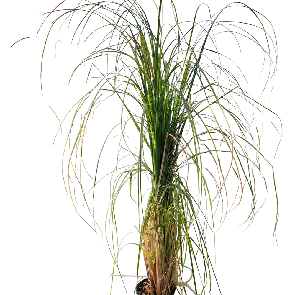 Mix Cortaderia Selloana, D 24 cm, H 70 cm