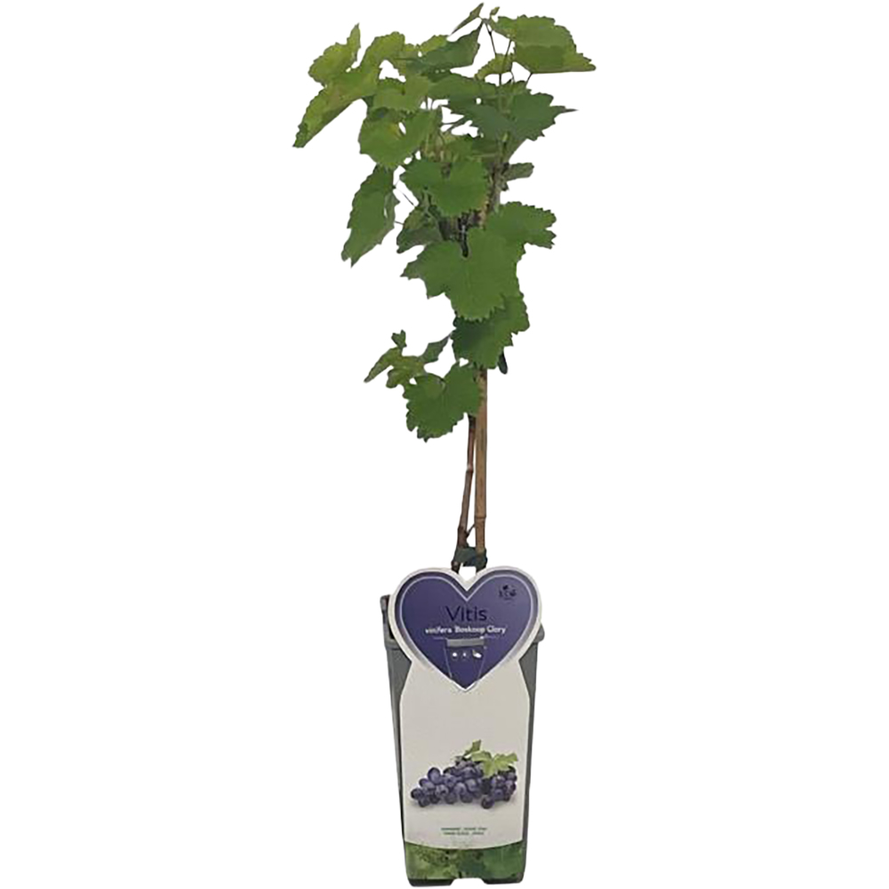 Vita De Vie Boskoop Glory, D 11 cm, H 60 cm