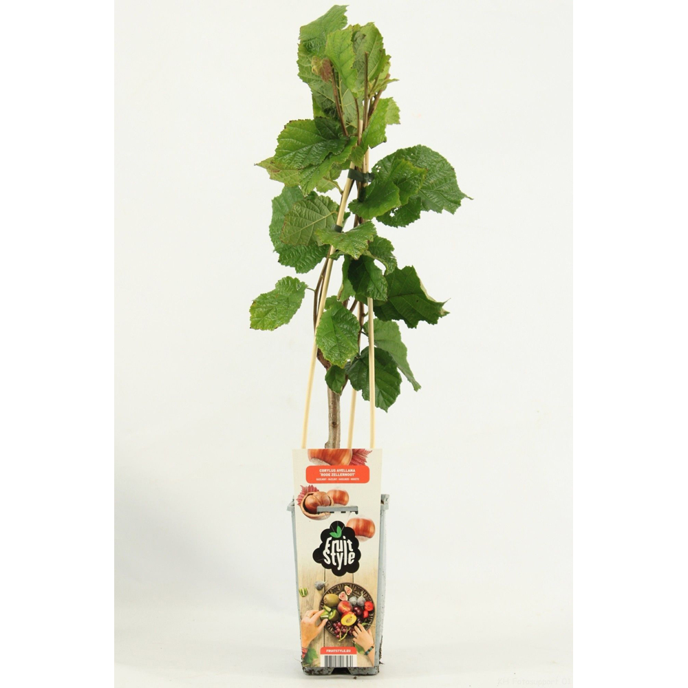 Alun (Corylus avellana), 50 cm