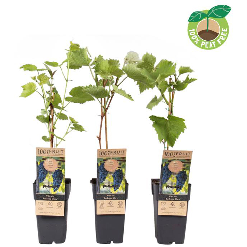 Vita De Vie Boskoop Glory, D 15 cm, H 50 cm