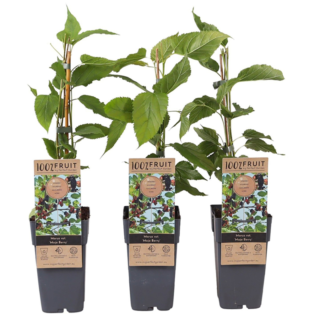 Dud (Morus Mojo Berry), 65 cm