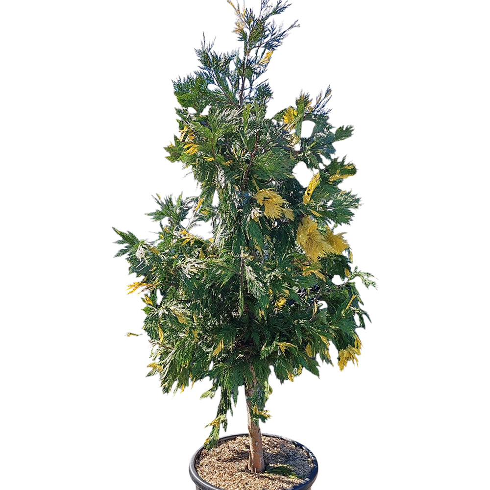 Libocedrus Decurrens Aureovariegata, D 40 cm, H 160 cm