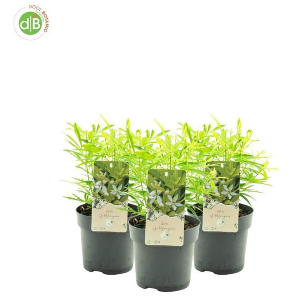 Choisya Goldfingers, D 15 cm, H 30 cm