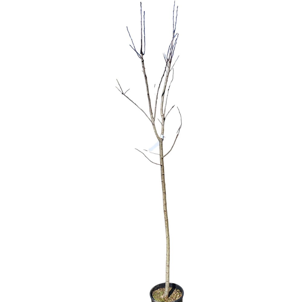 Mosmon Mespilus Germanica, D 24 cm, H 180 cm