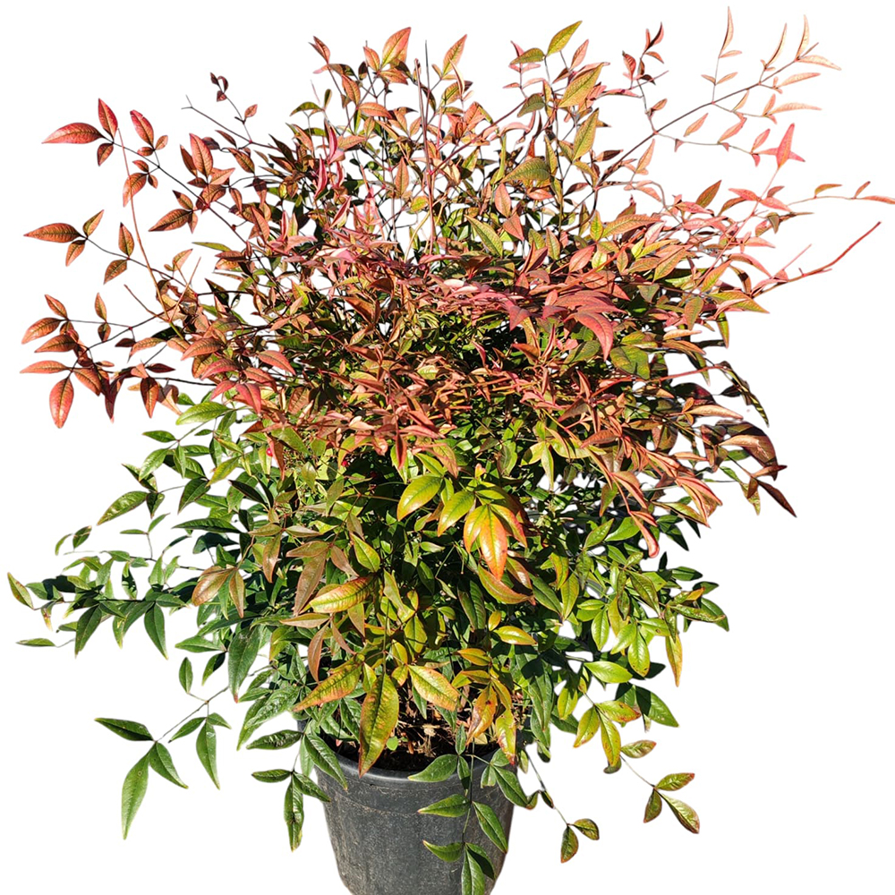 Nandina Domestica, D 24 cm, H 70 cm