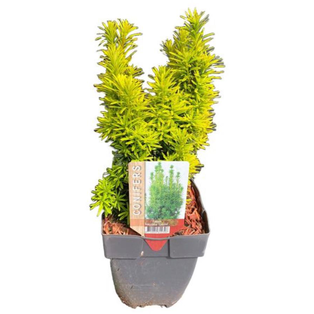 Taxus David, D 17 cm, H 60 cm