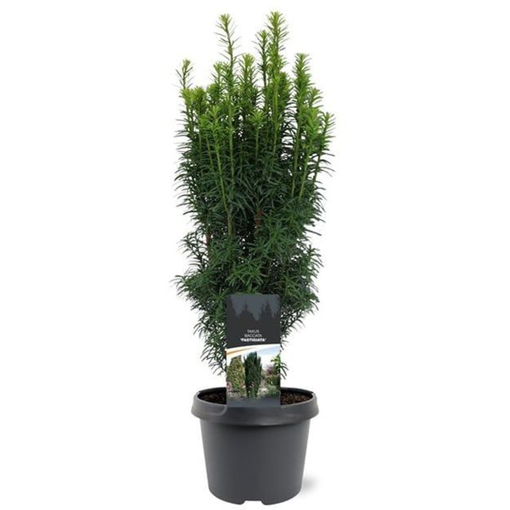Tisa (Taxus baccata), 40 cm