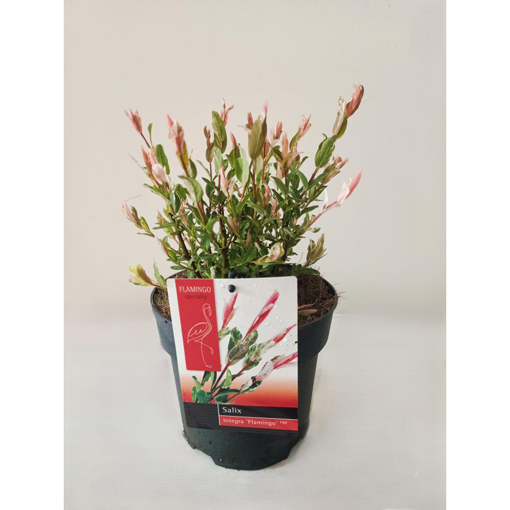 Salcie Flamingo (Salix integra Flamingo), D19 cm, H50 cm