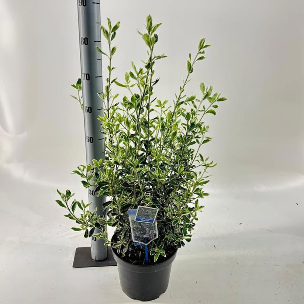Euonymus Susan, H 50 cm