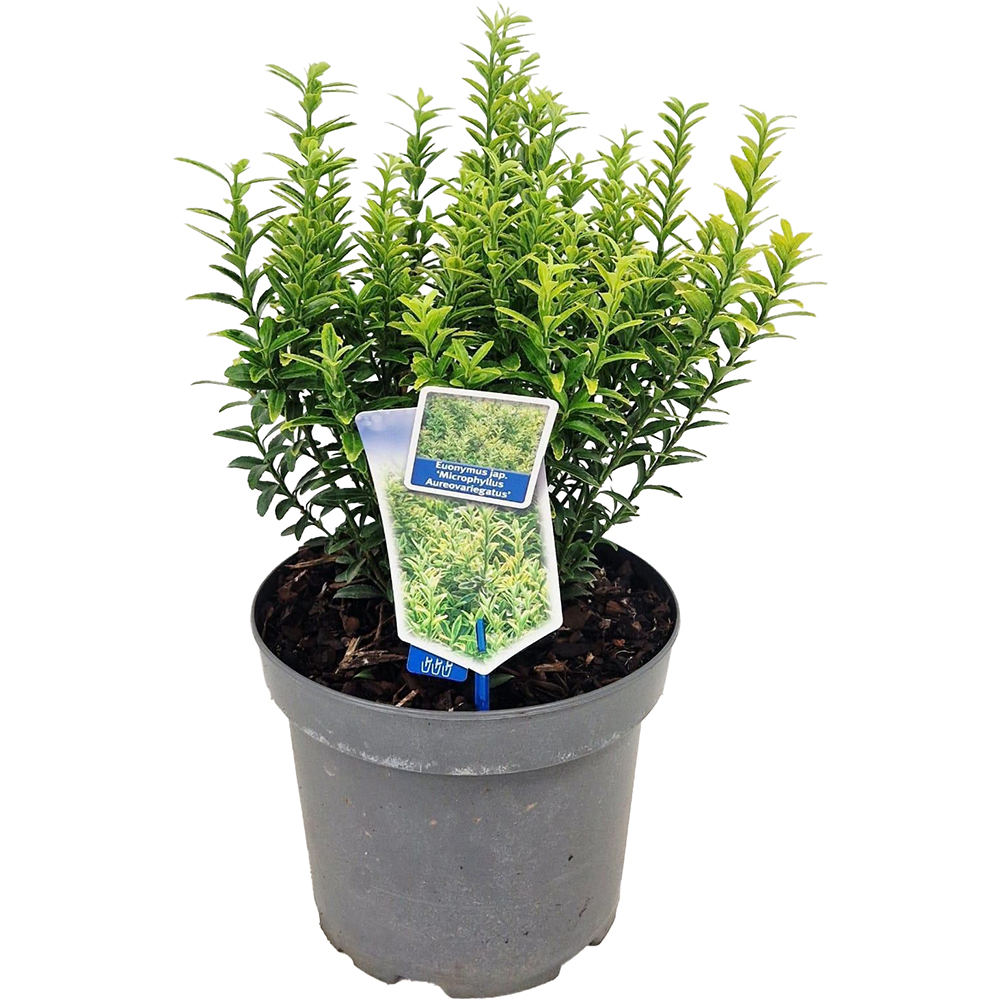 Euonymus Japonicus Aureovariegatus, D23 cm, H60 cm