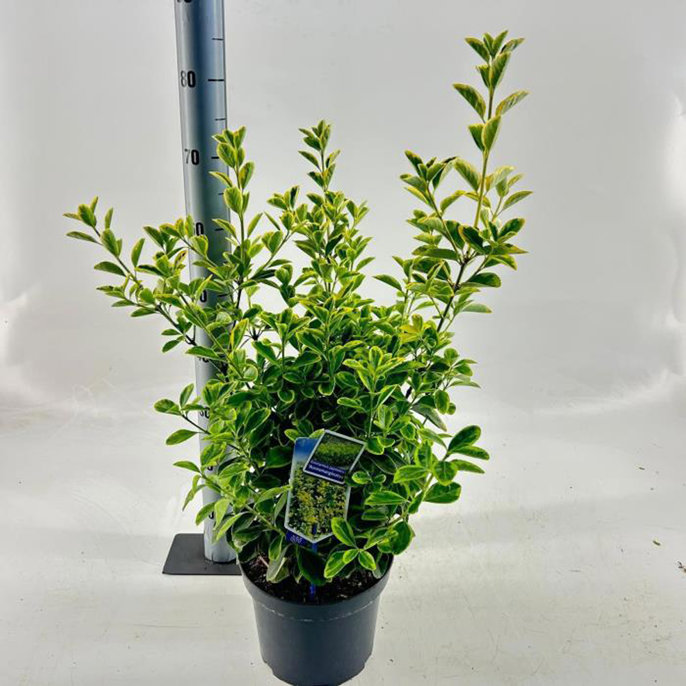 Euonymus Aureomarginatus, H 50 cm