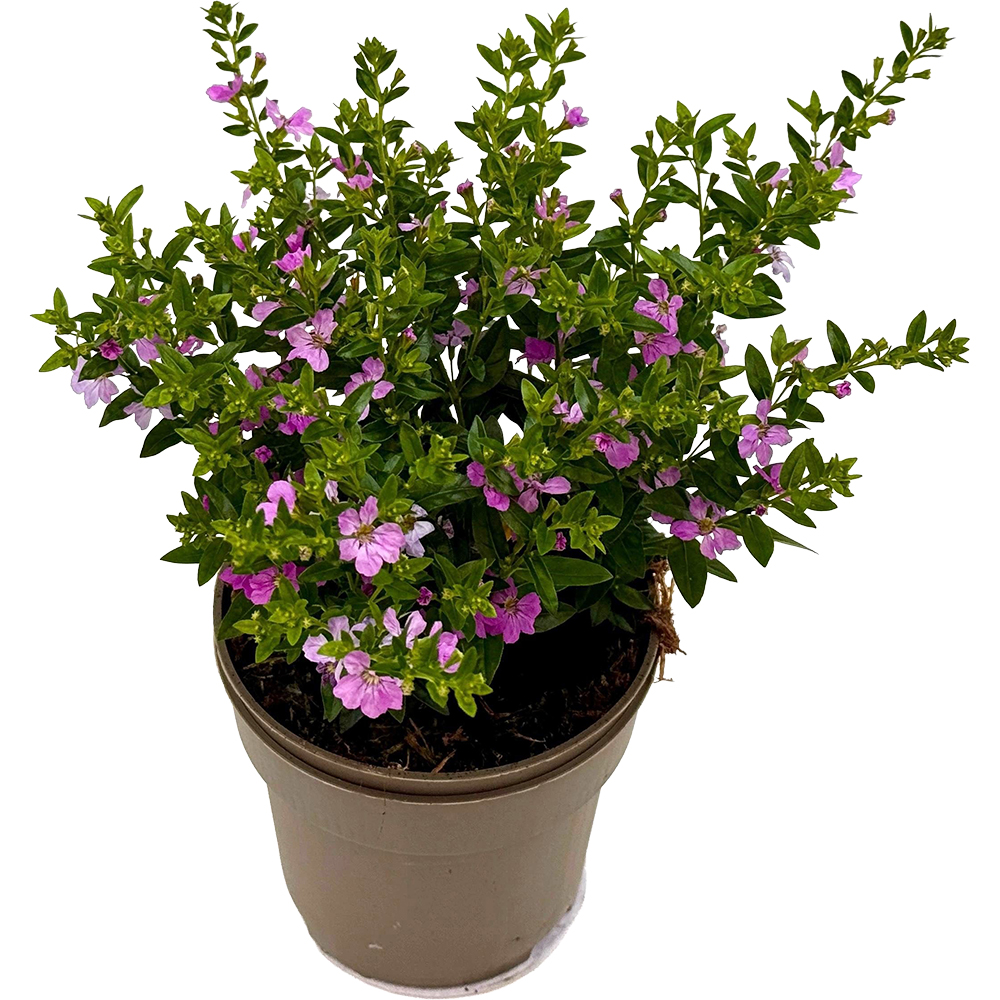 Cuphea Hyssopifolia, D 10.5cm, H 21cm