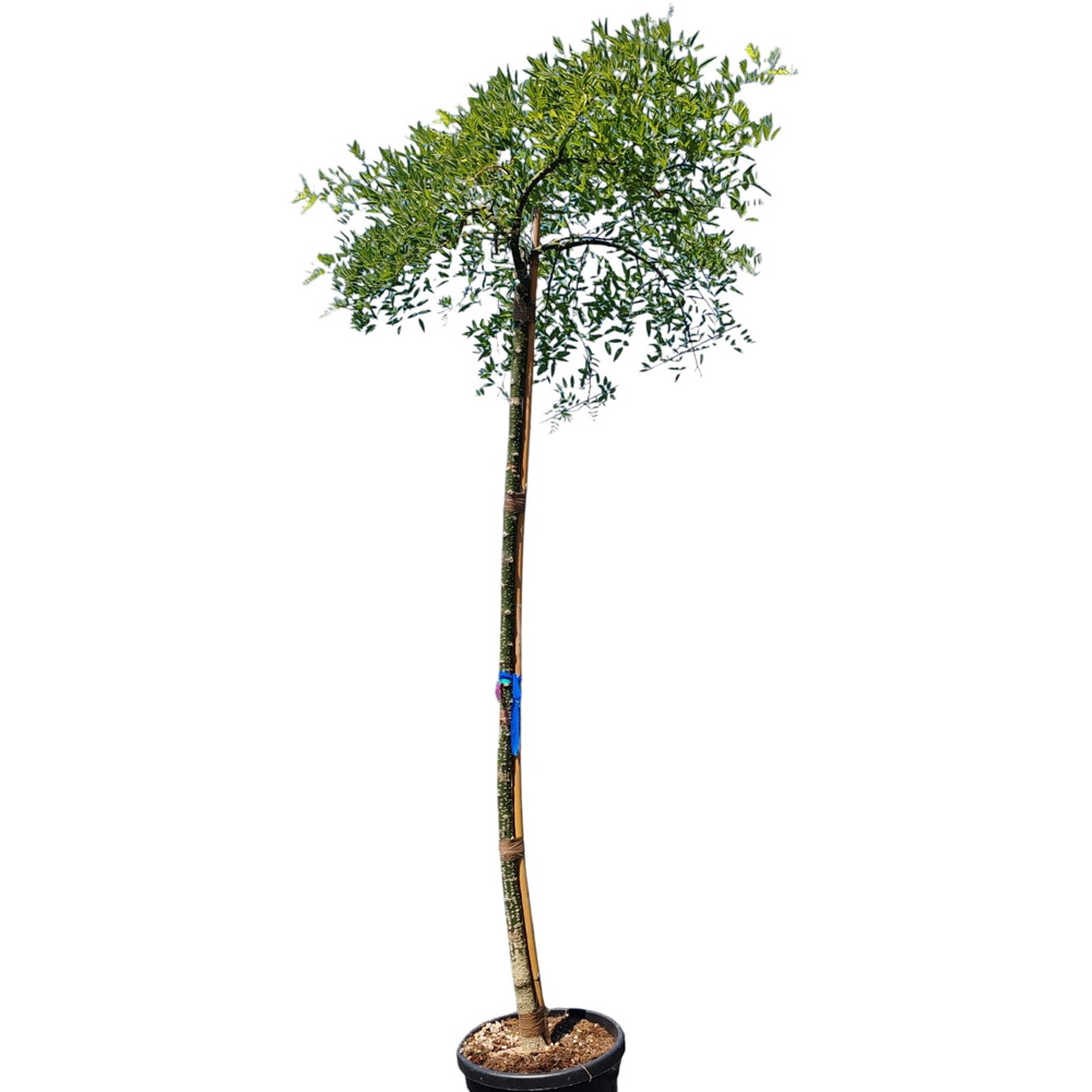 Sophora Japonica (Styphnolobium japonicum), D30 cm, H200 cm