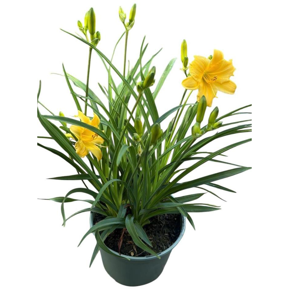 Hemerocallis Stella Doro, D17 cm, H40 cm