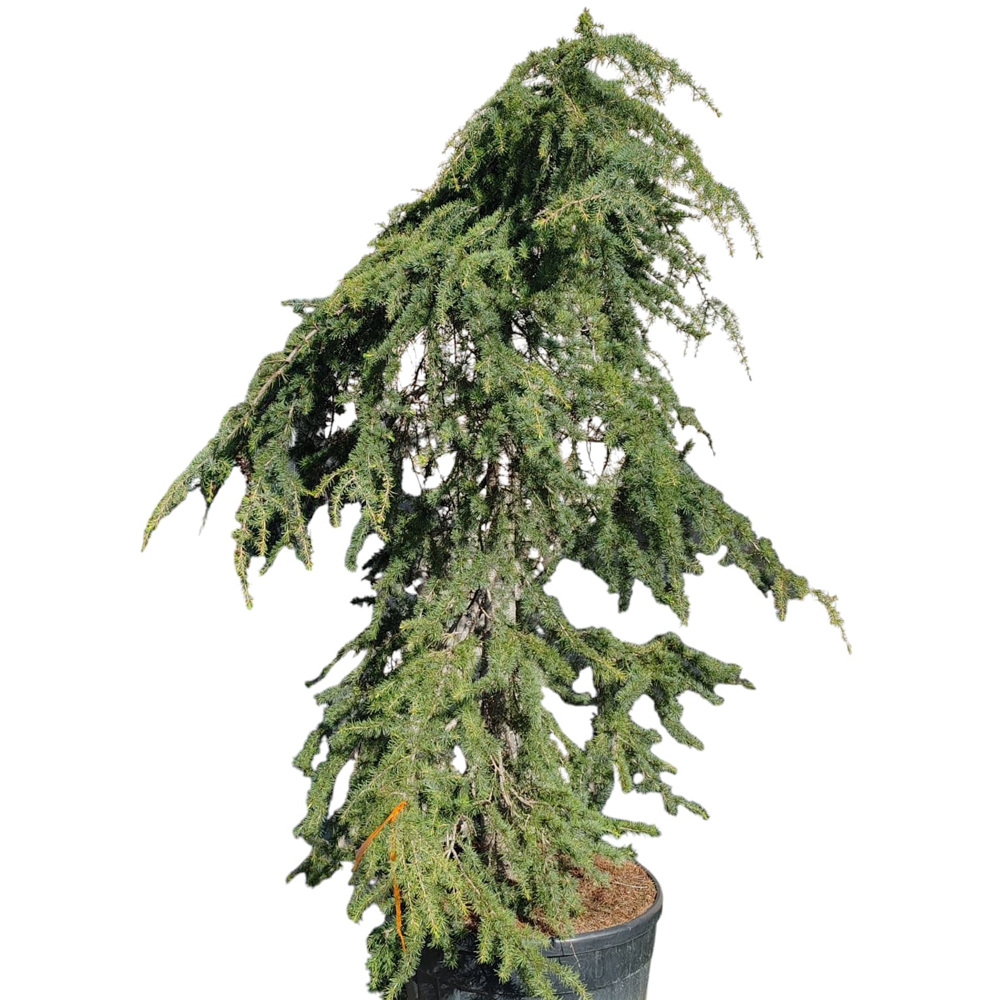 Conifer Cedrus deodara Pendula, D60 cm, H 120 cm