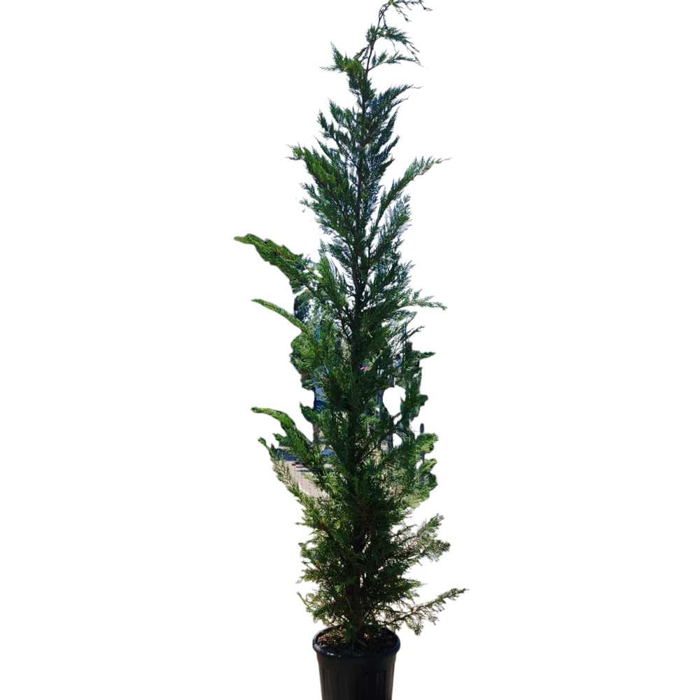 Conifer Cupressocyparis Leylandii, D35 cm, H350 cm
