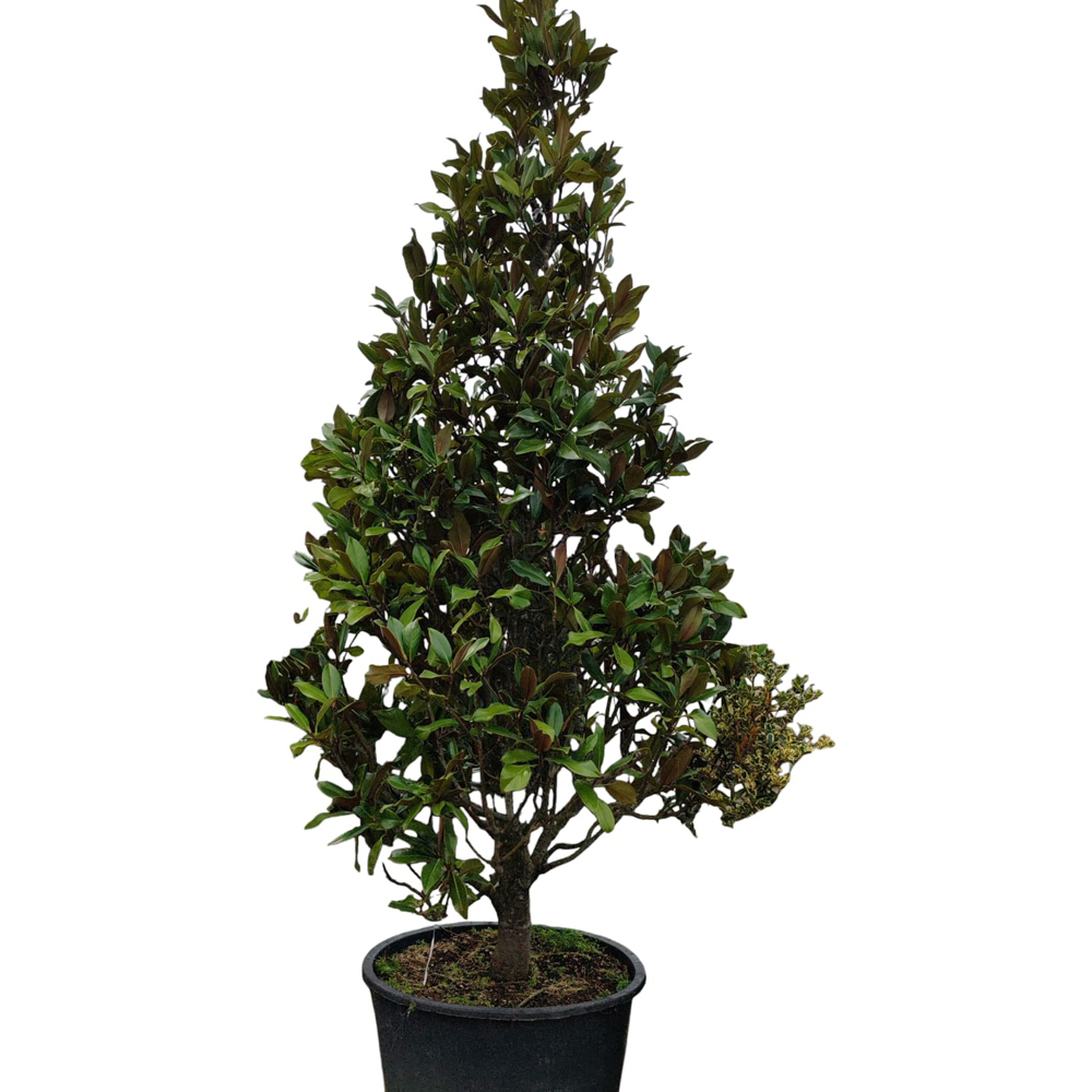 Magnolia Grandiflora Gallissoniensis, D 60 cm, H 350 cm