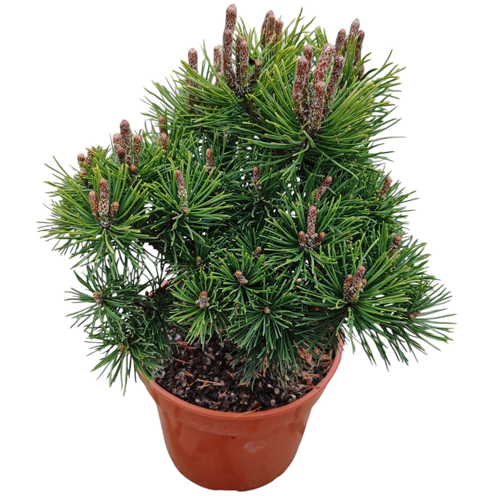 Conifer Pinus mugo "Jacobsen", D15 cm, H 15 cm
