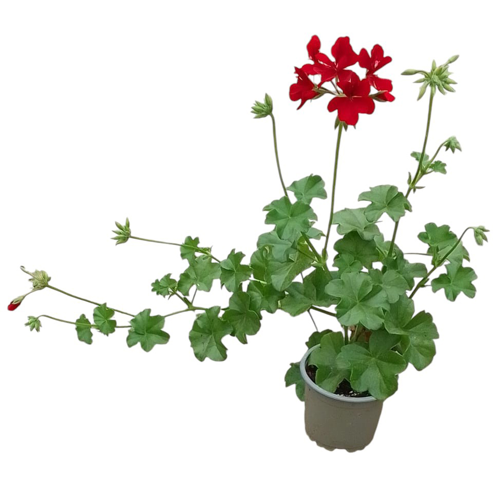 Muscata curgatoare (Pelargonium peltatum), D10 cm, H25 cm