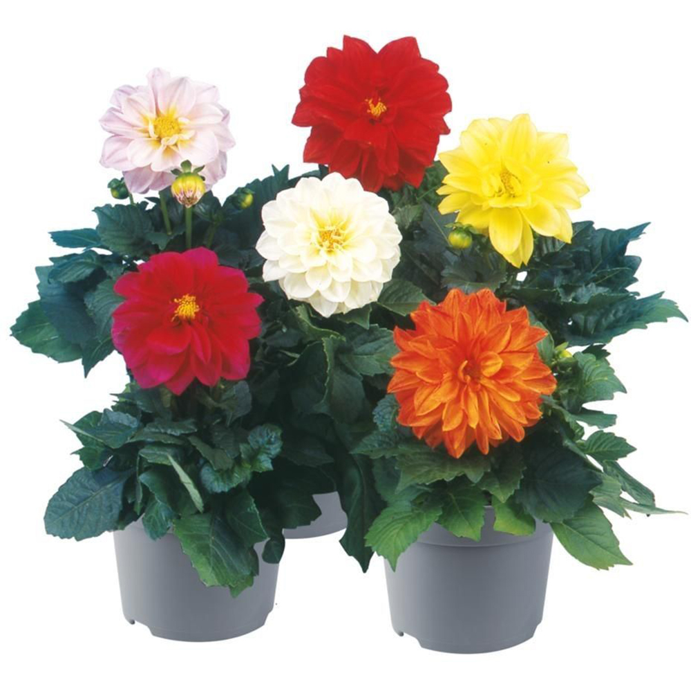 Dahlia Dreamy, D 15 cm, H 20 cm