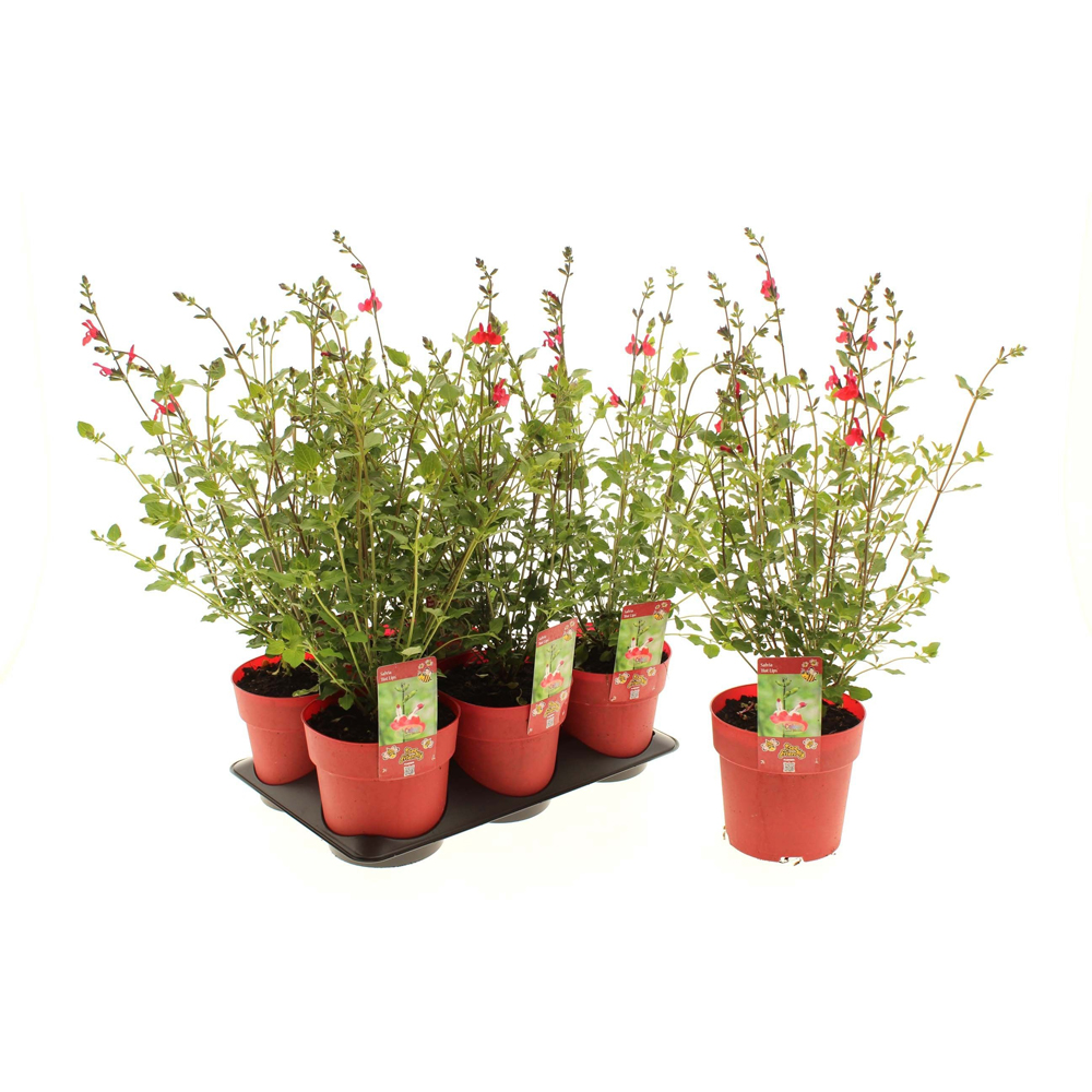 Salvie Hot Lips (Salvia microphylla Hot Lips), H 30 cm