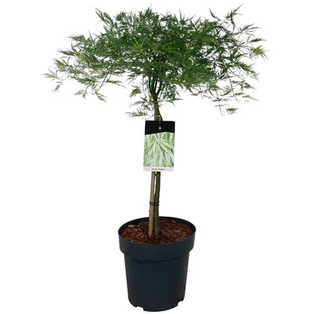 Acer Dissectum, D 31 cm, H 80 cm