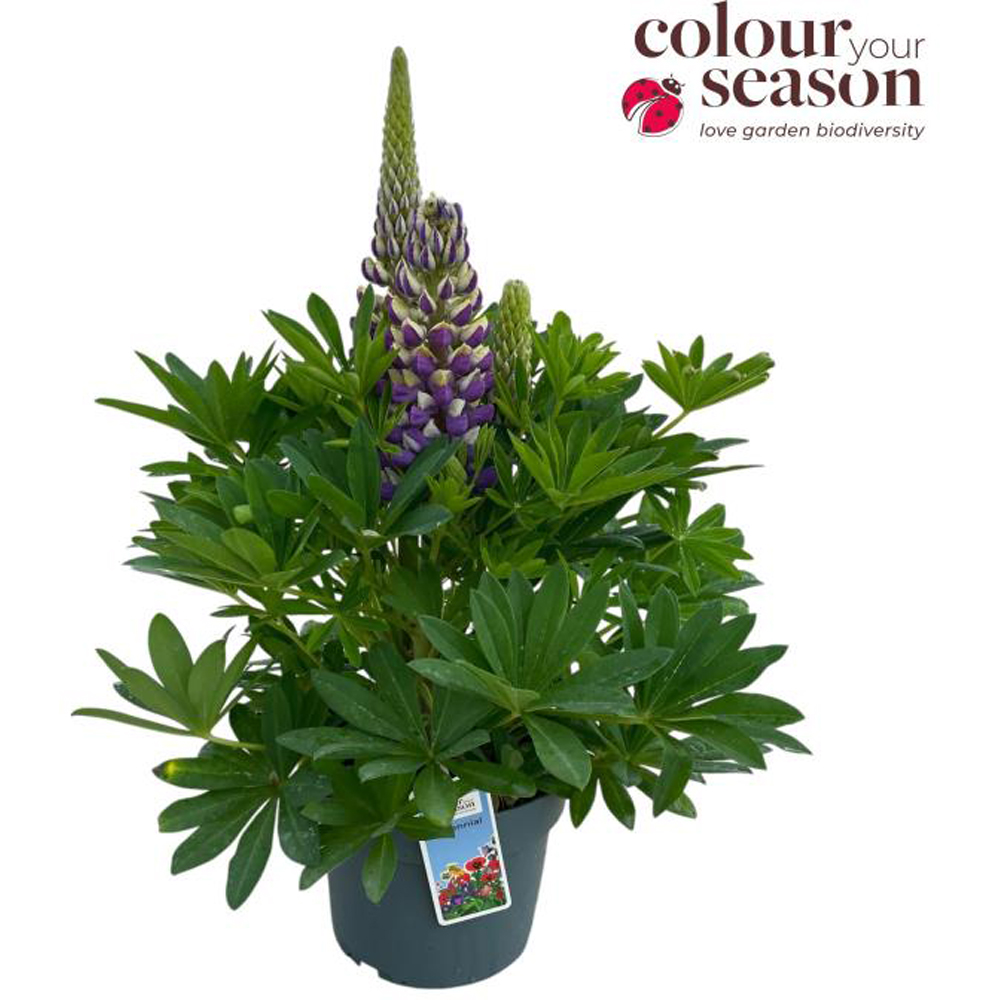 Lupin Lupinova (Lupinus Lupinova), D19 cm, H50 cm