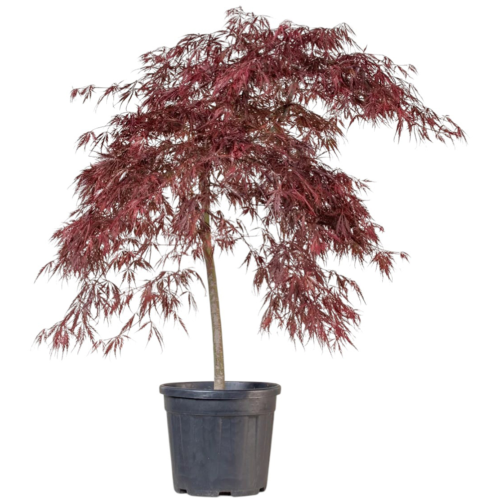 Artar japonez Dissectum (Acer dissectum), H 100 cm