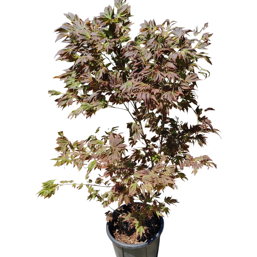 Artar japonez Atropurpureum (Acer palmatum Atropurpureum), D30 cm, H160 cm