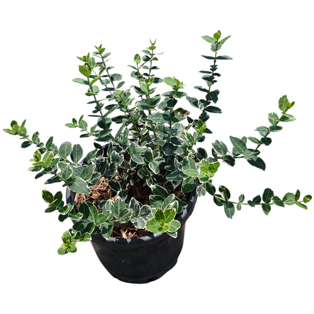 Euonymus Emerald Mix, D18 cm, H20 cm