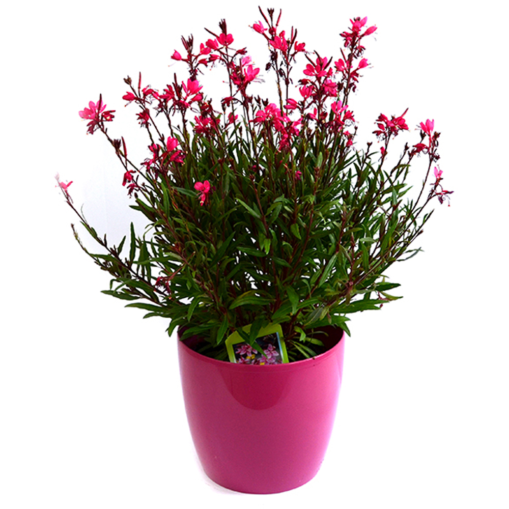 Gaura Lindheimeri, D18 cm, H30 cm