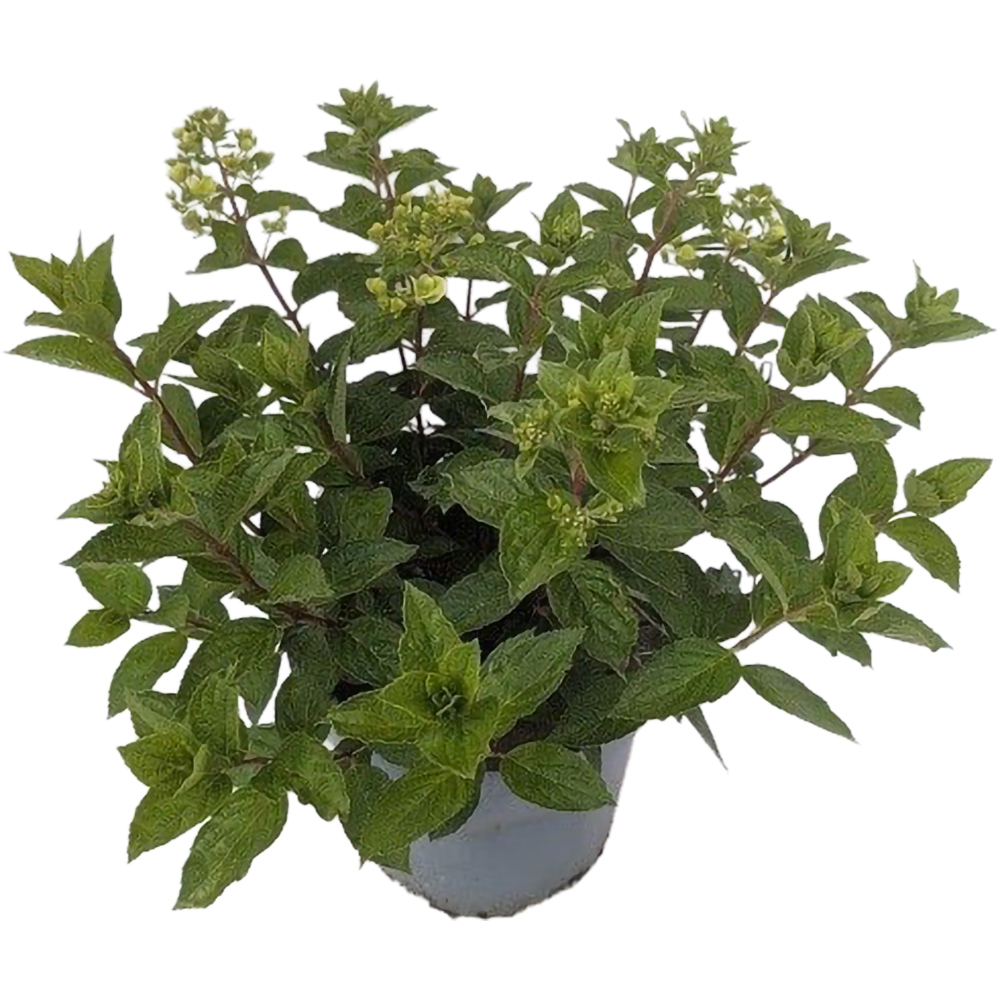 Hydrangea Paniculata Diamant Rouge, D 29 cm, H 75 cm