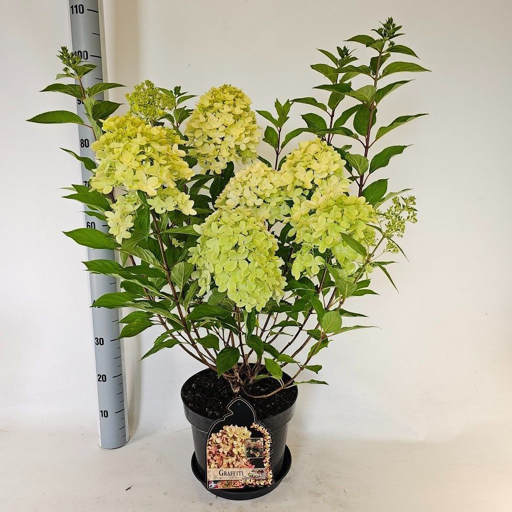 Hydrangea Paniculata Graffiti, D 29 cm, H 80 cm
