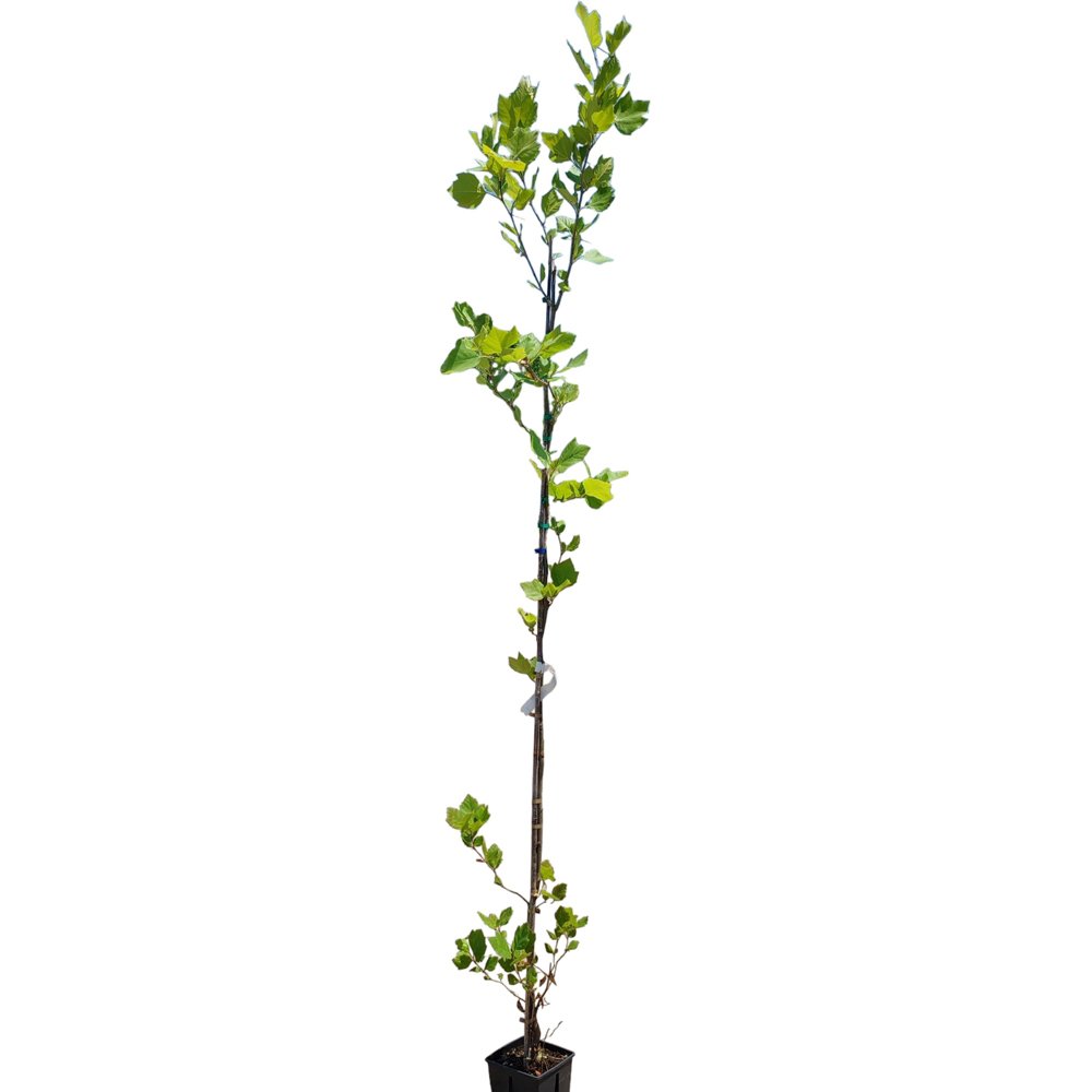 Platanus Acerifolia, D18 cm, H250 cm