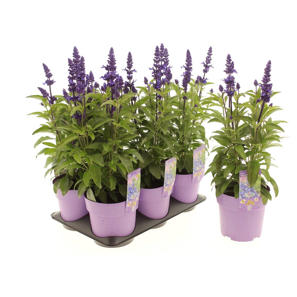 Salvie ornamentala Deep Ocean (Salvia Deep Ocean), H 20 cm