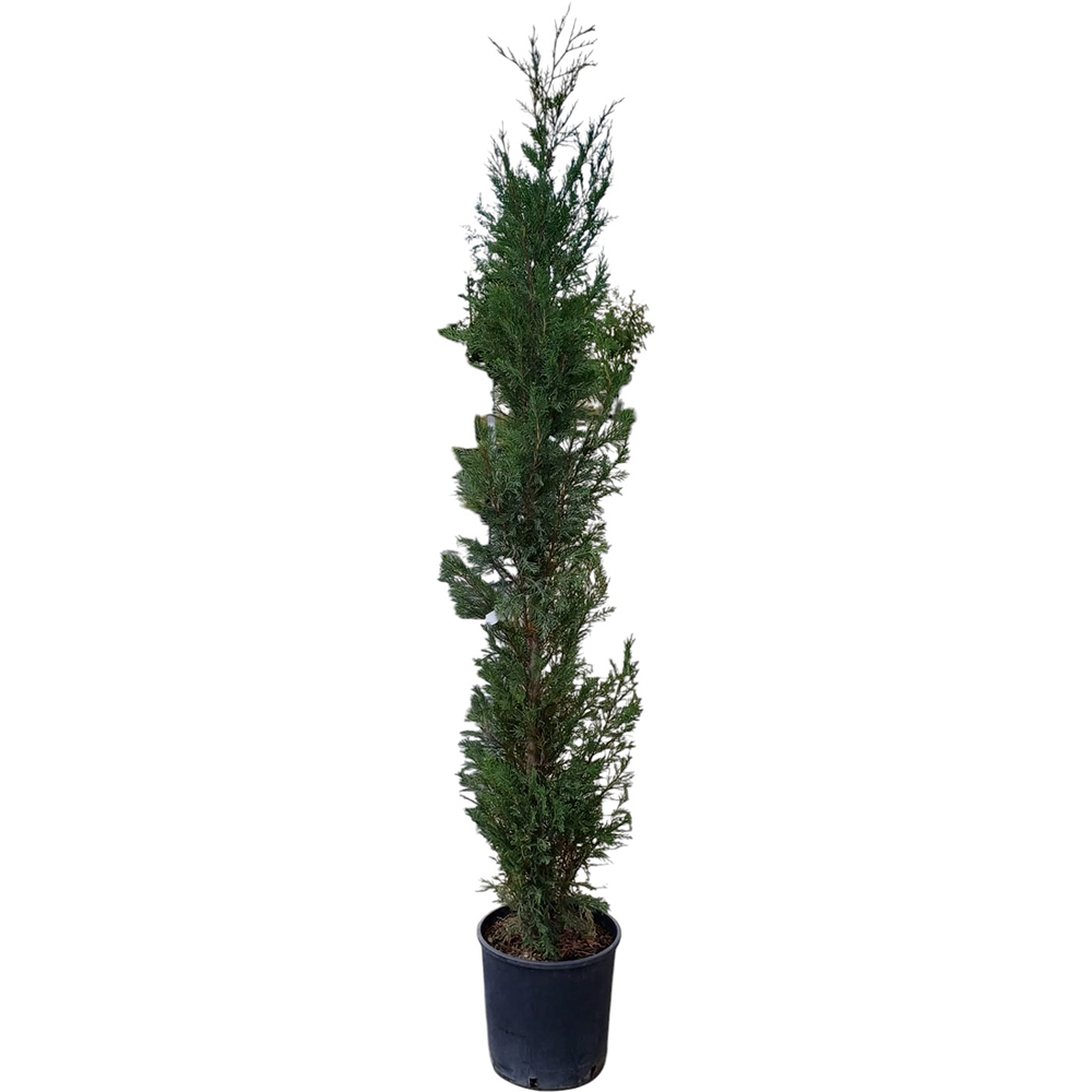 Chiparos (Cupressocyparis Leylandii Pyramidalis), H 180 cm