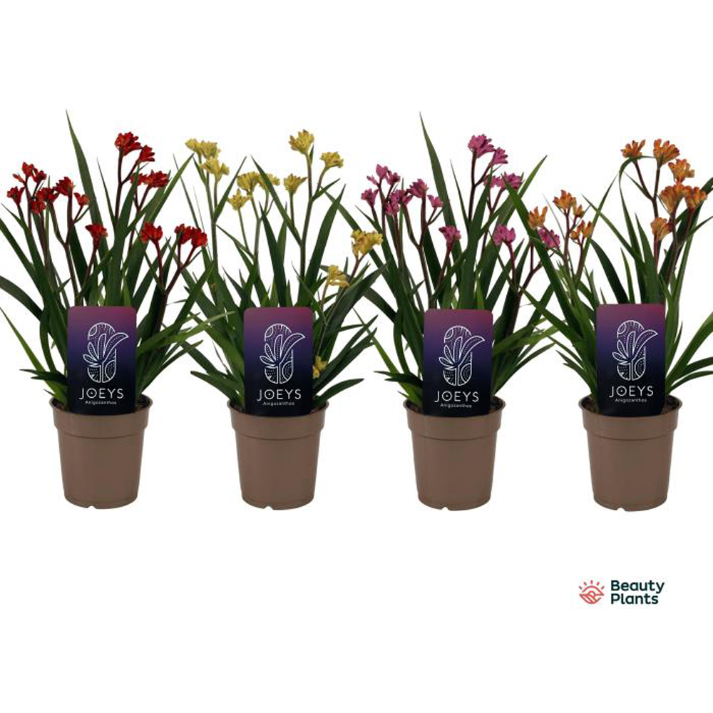 Anigozanthos Beauty, D 12 cm, H 40 cm